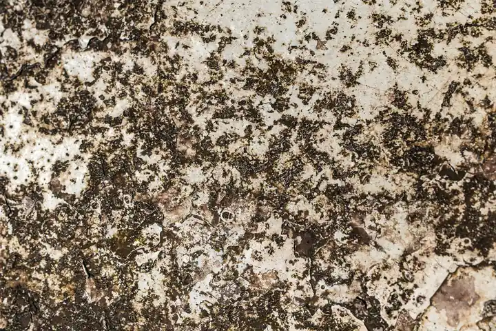 Fort Myers Mold Experts team at work